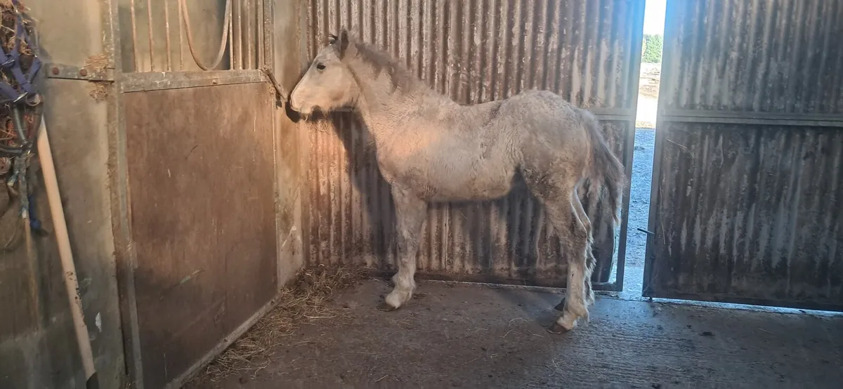 Foal - Image 3
