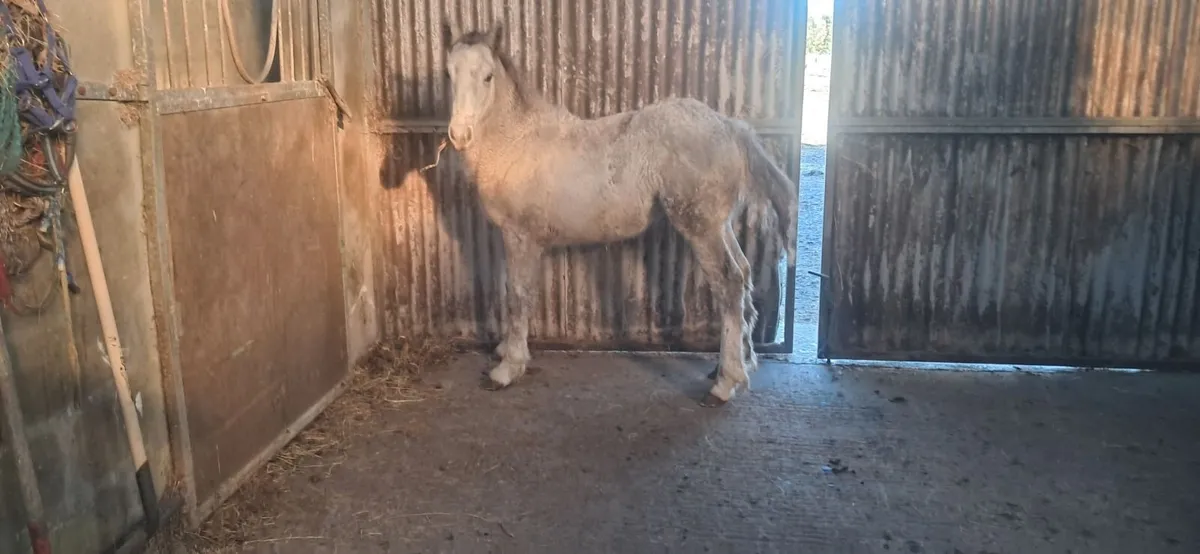 Foal - Image 4