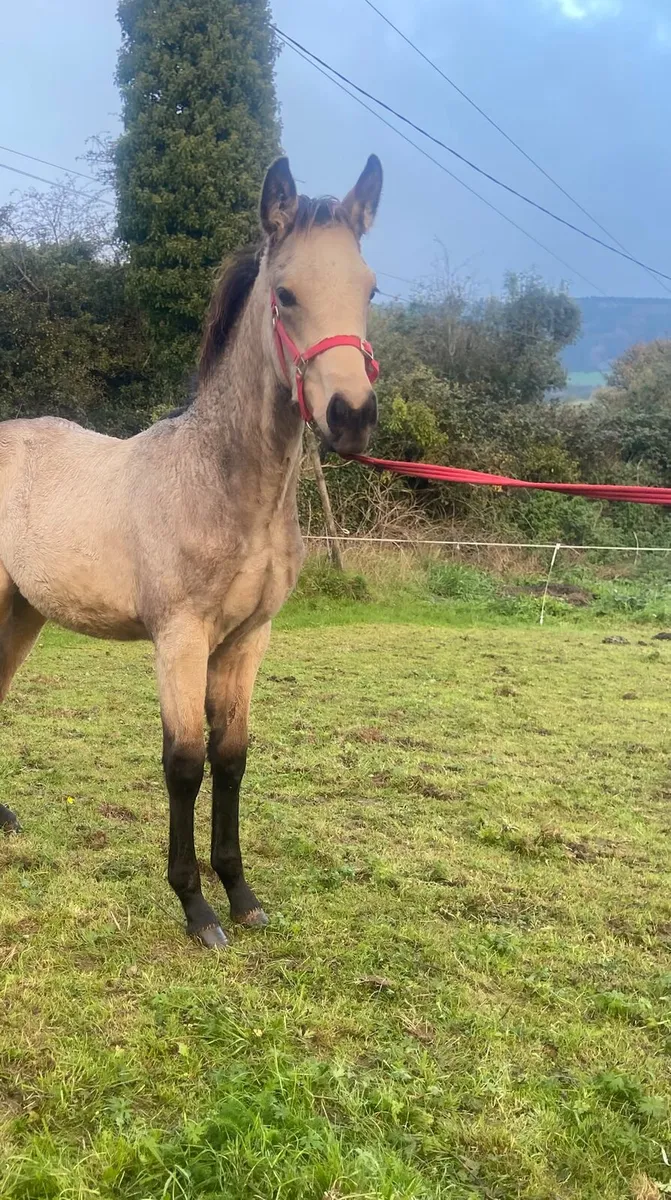 DUN COLT FOAL BY AVALON OUTKAST - Image 4