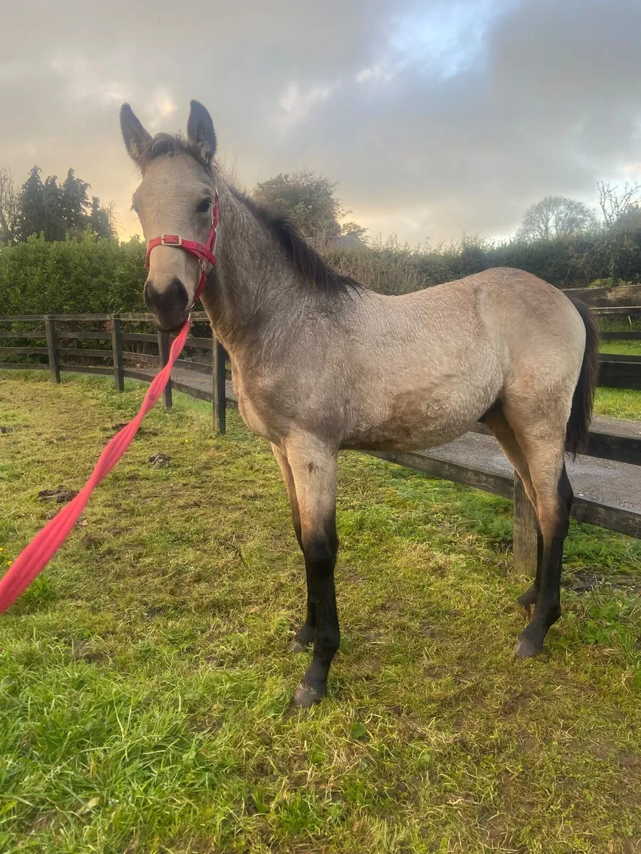 DUN COLT FOAL BY AVALON OUTKAST - Image 2