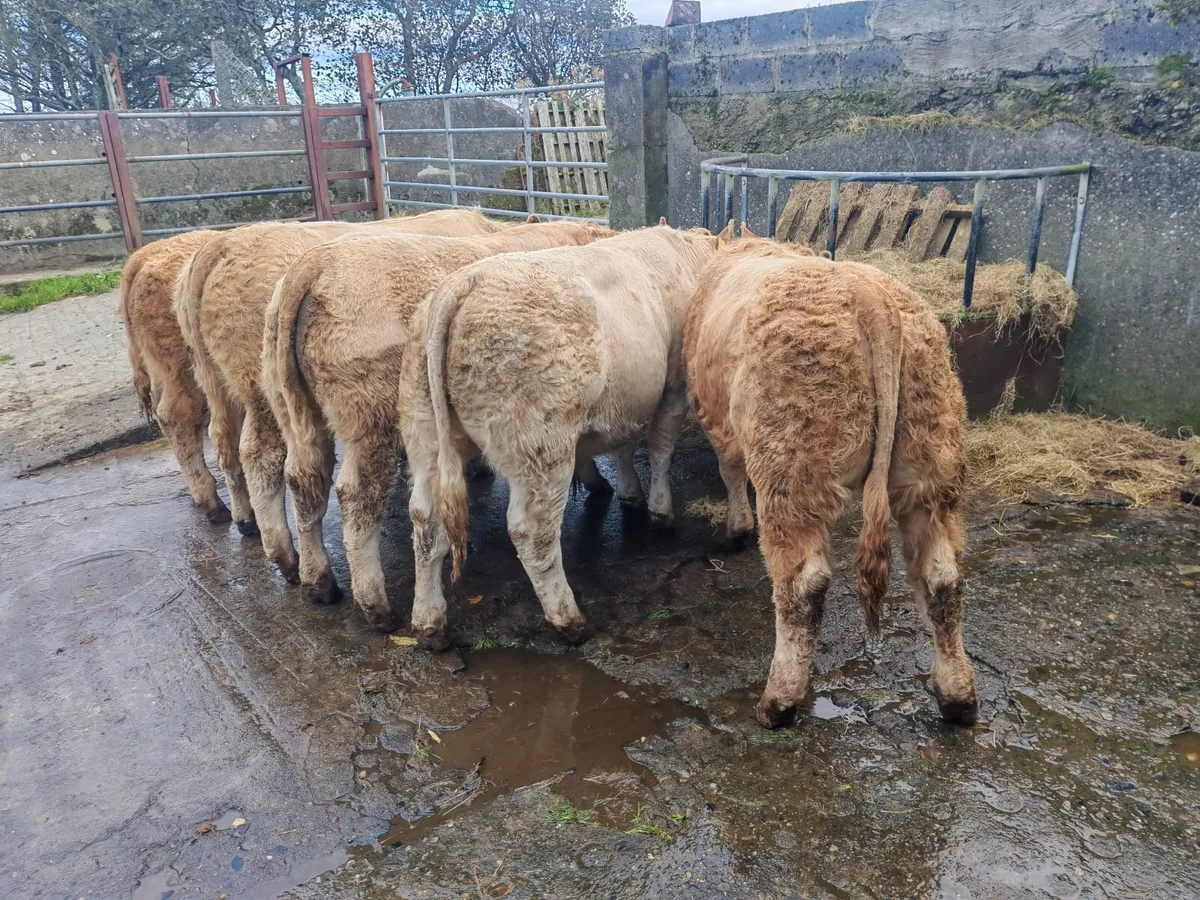 Bull weanlings for Balla Mart 20th Oct - Image 1