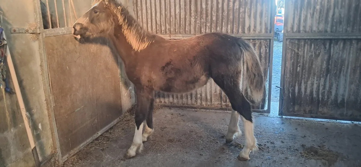 Foal - Image 1