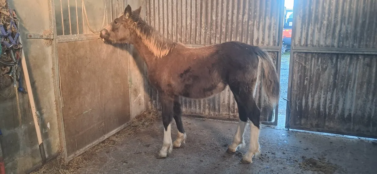 Foal - Image 2