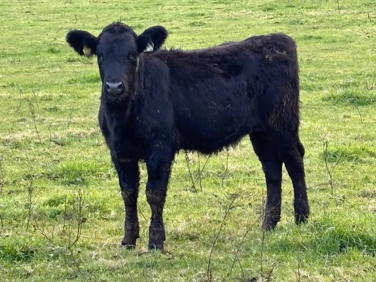 11 ANGUS & LIMISION WEANLINGS FOR SALE - Image 3