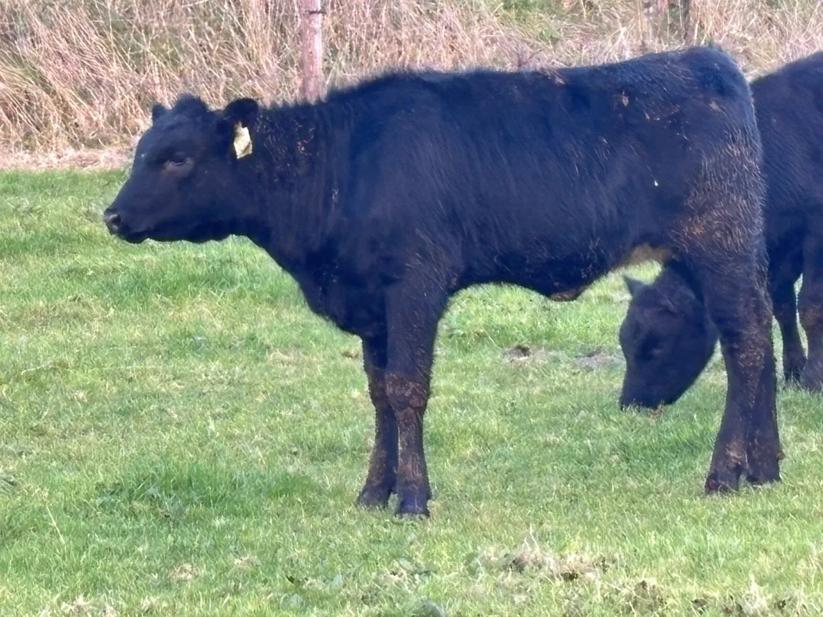 11 ANGUS & LIMISION WEANLINGS FOR SALE - Image 4