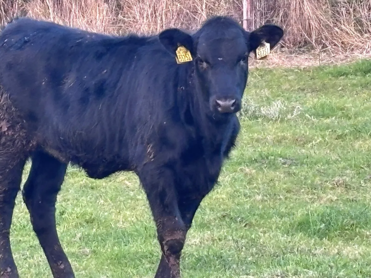 11 ANGUS & LIMISION WEANLINGS FOR SALE - Image 1