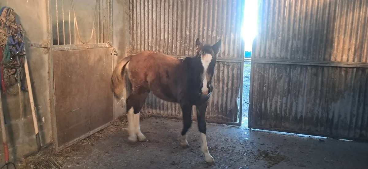 Foal - Image 3