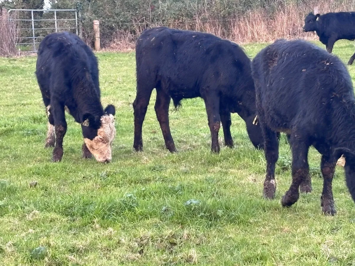 11 ANGUS & LIMISION WEANLINGS FOR SALE - Image 2