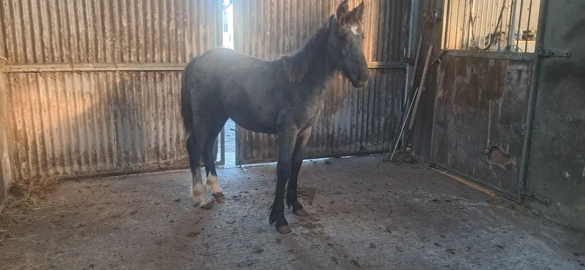 Foal - Image 1