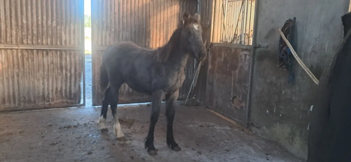 Foal - Image 2