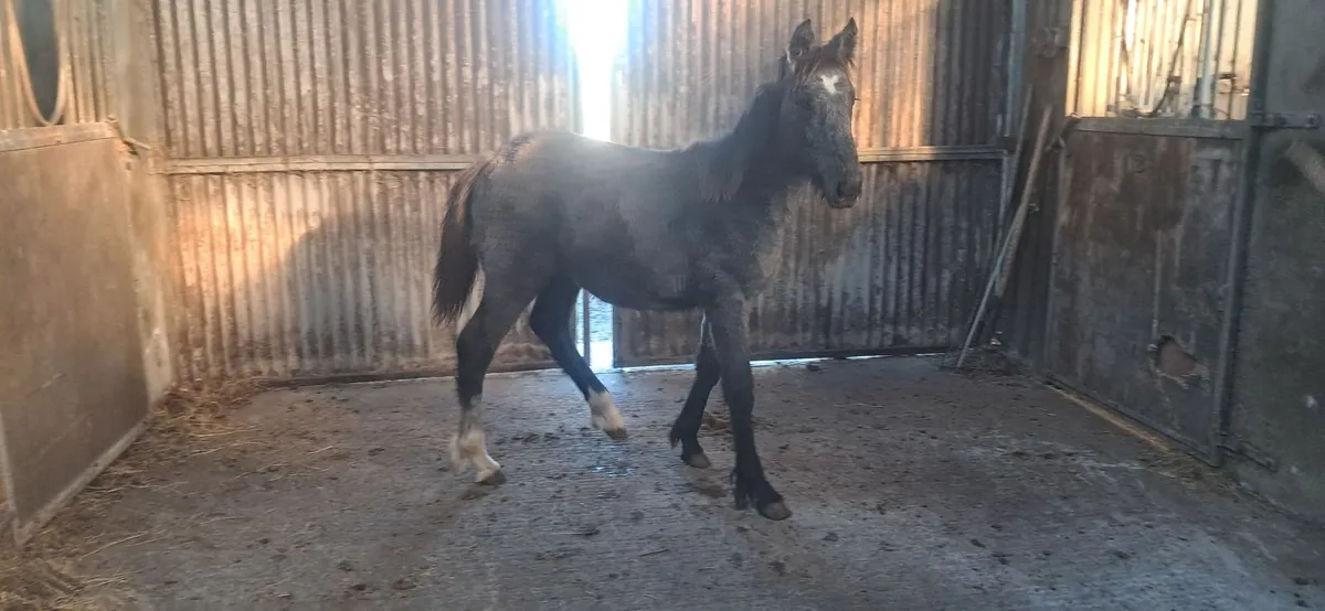 Foal - Image 3