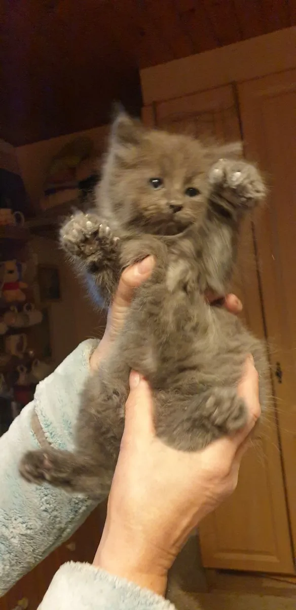 Kitten - Image 2