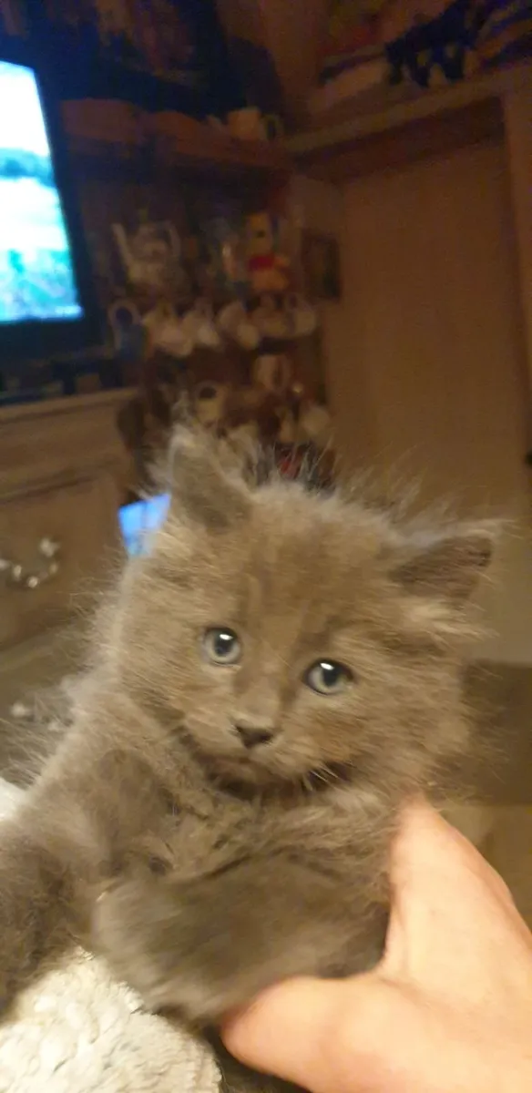 Kitten - Image 1