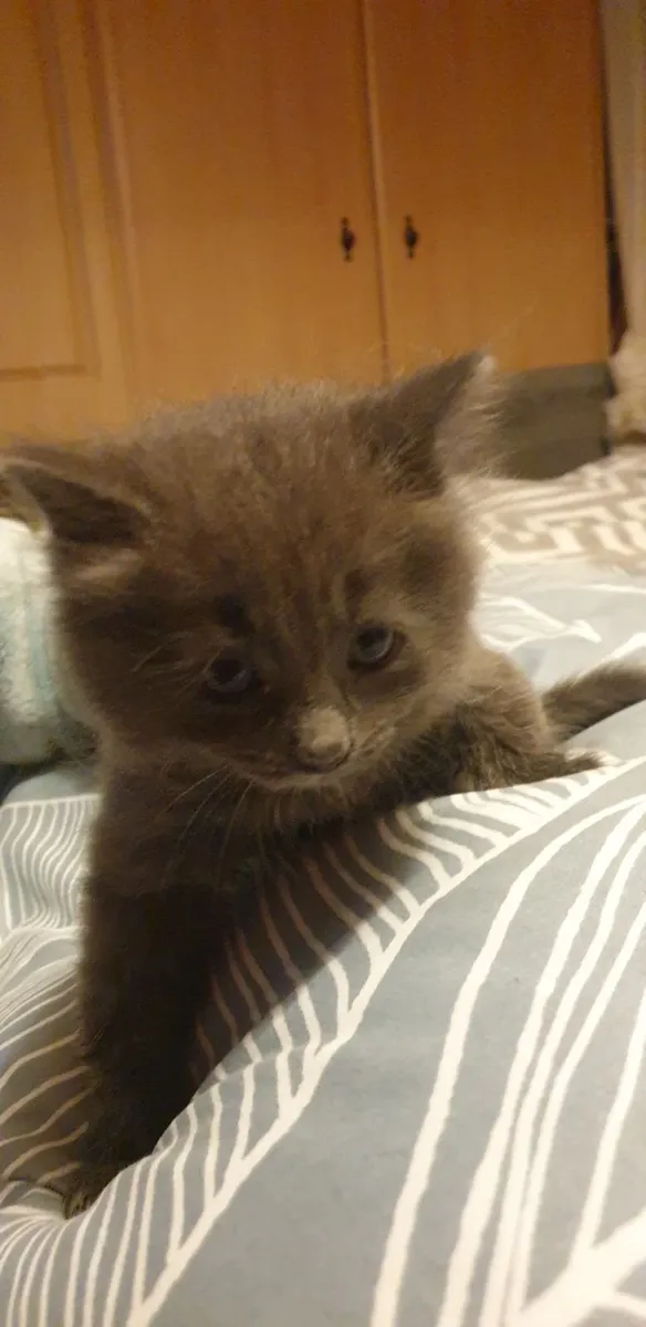 Kitten - Image 3