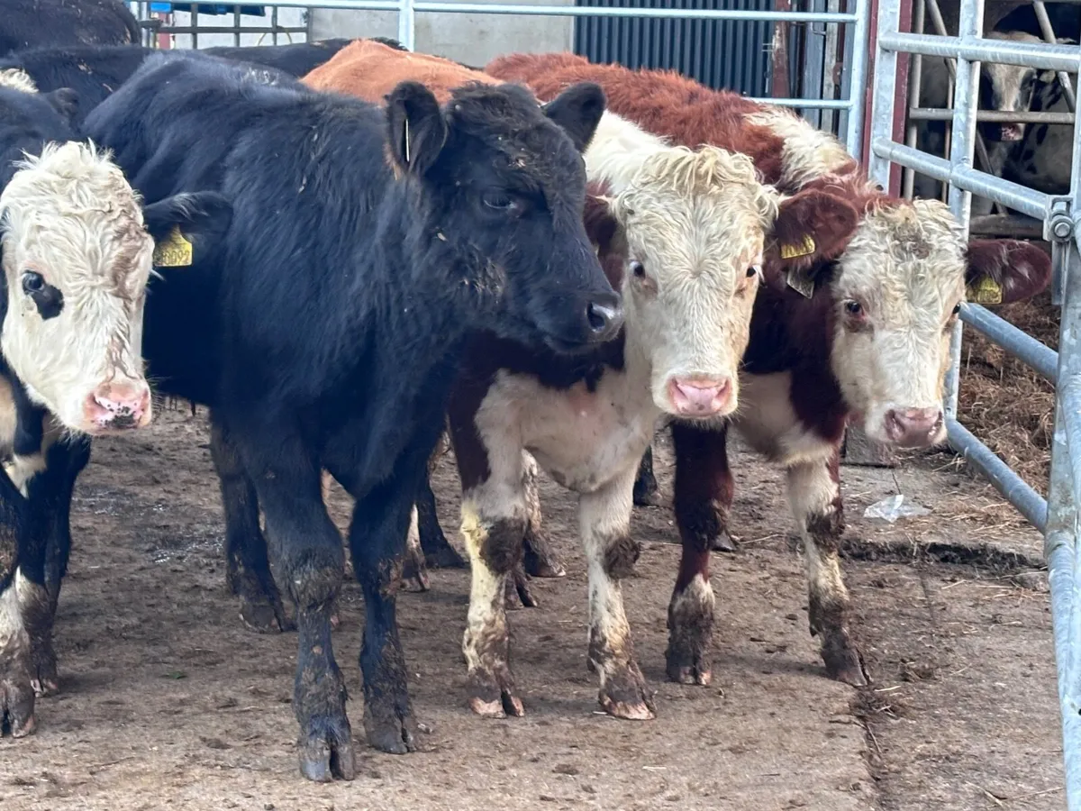 14 HEREFORD & ANGUS BULL WEANLINGS FOR SALE - Image 2
