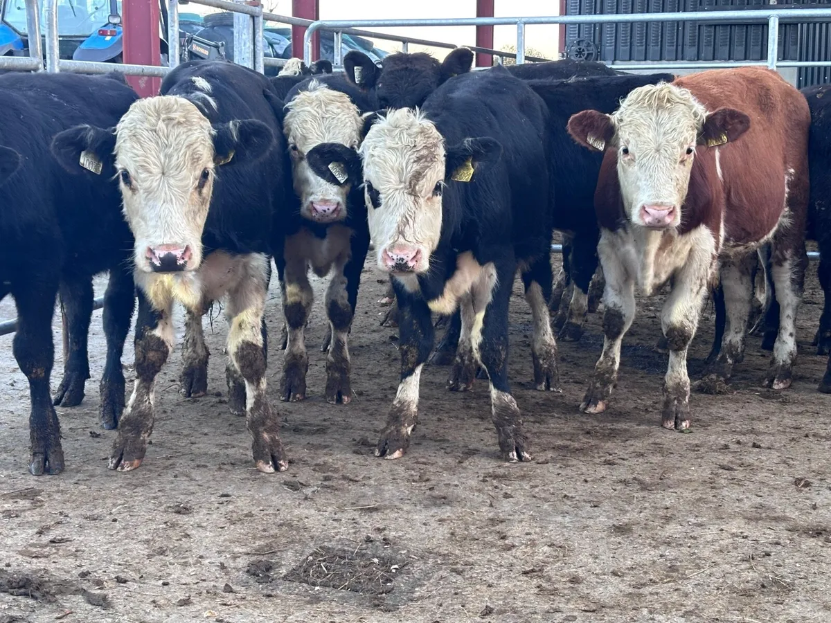 14 HEREFORD & ANGUS BULL WEANLINGS FOR SALE - Image 1