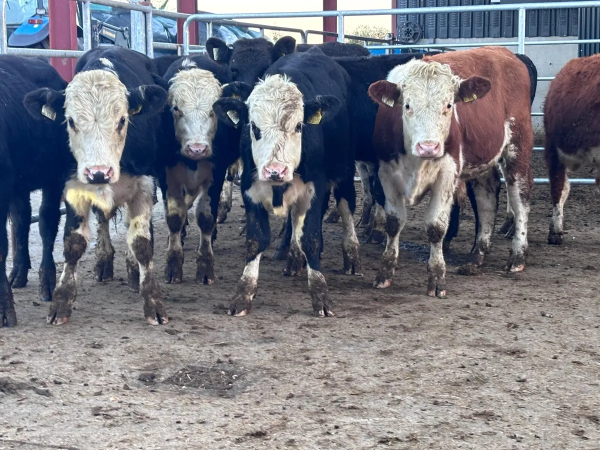 14 HEREFORD & ANGUS BULL WEANLINGS FOR SALE - Image 3
