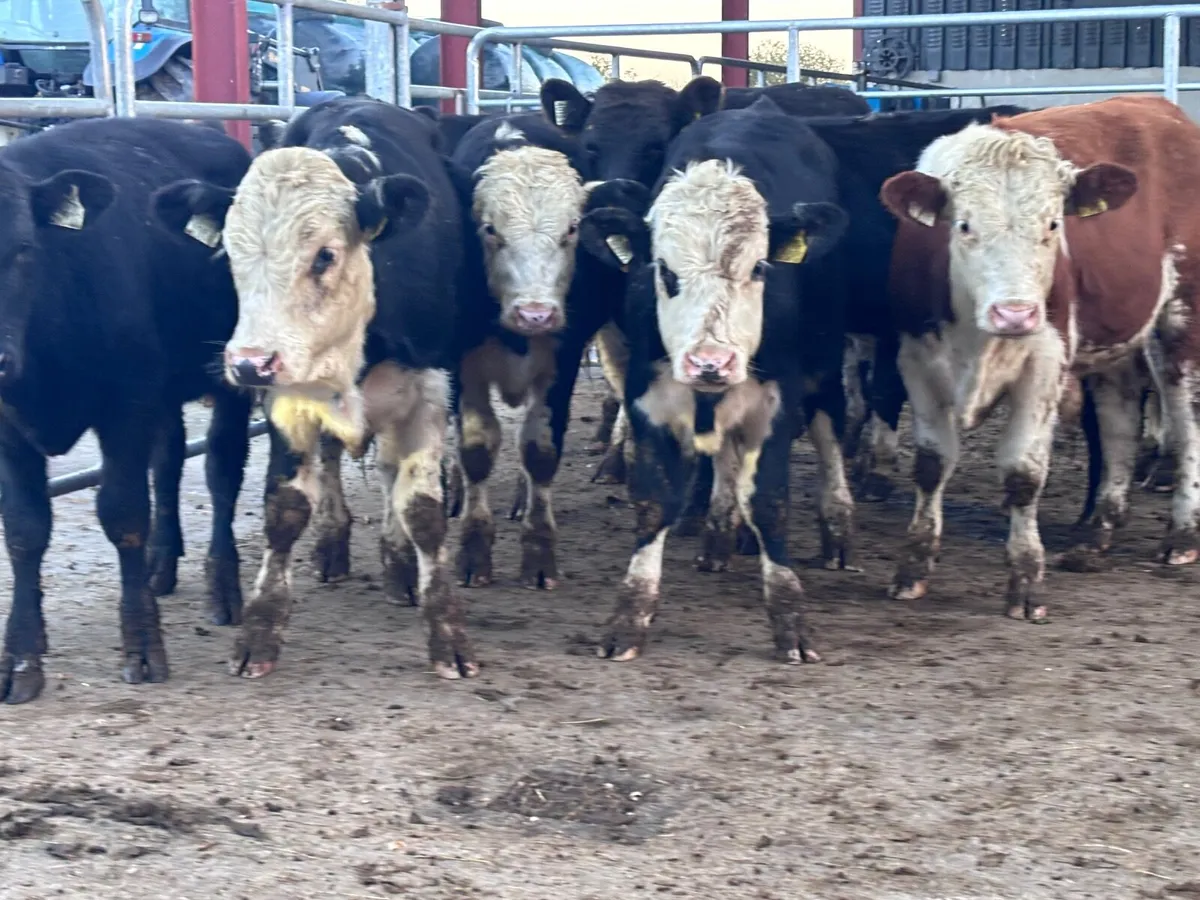 14 HEREFORD & ANGUS BULL WEANLINGS FOR SALE - Image 4