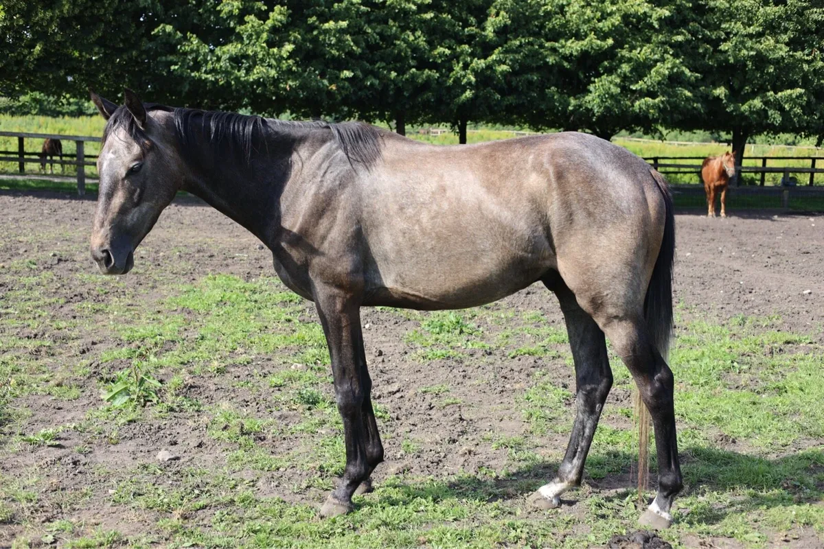 3yo gelding by Sumbal - Image 1