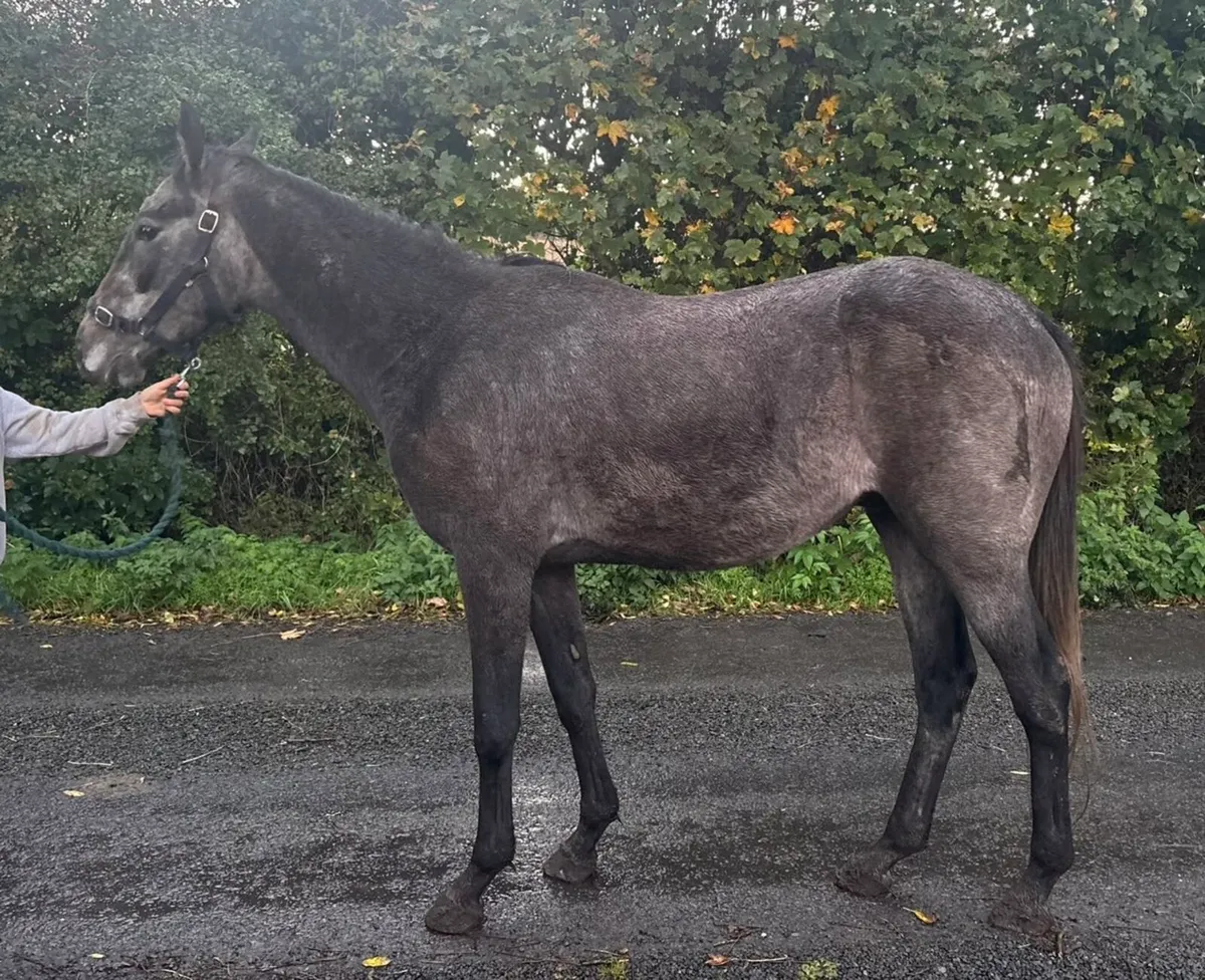 3yo gelding by Sumbal - Image 2