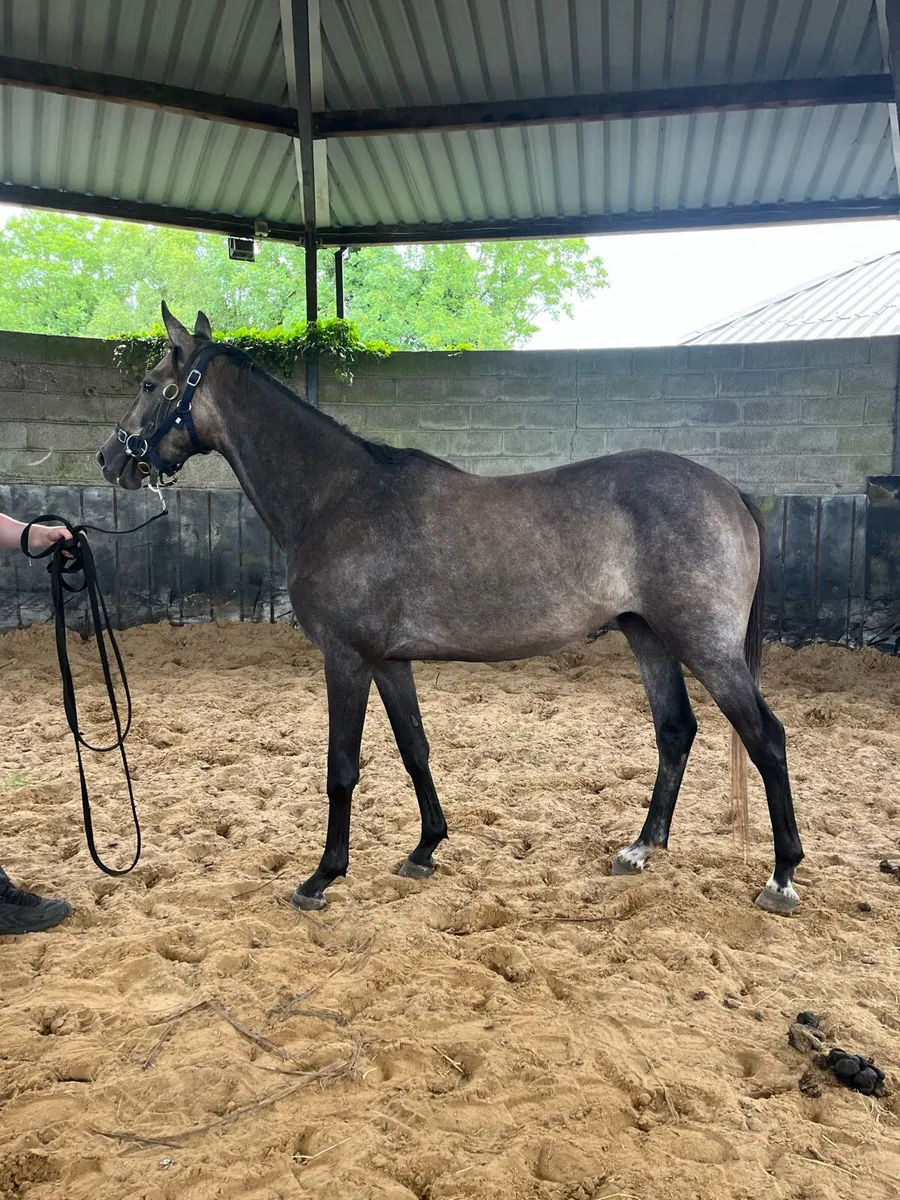 3yo gelding by Sumbal - Image 3