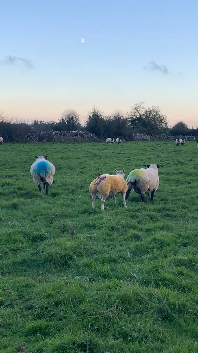 5 ☆☆☆☆☆ Beltex Ram Lamb SIS approved ☆☆☆☆☆ - Image 1
