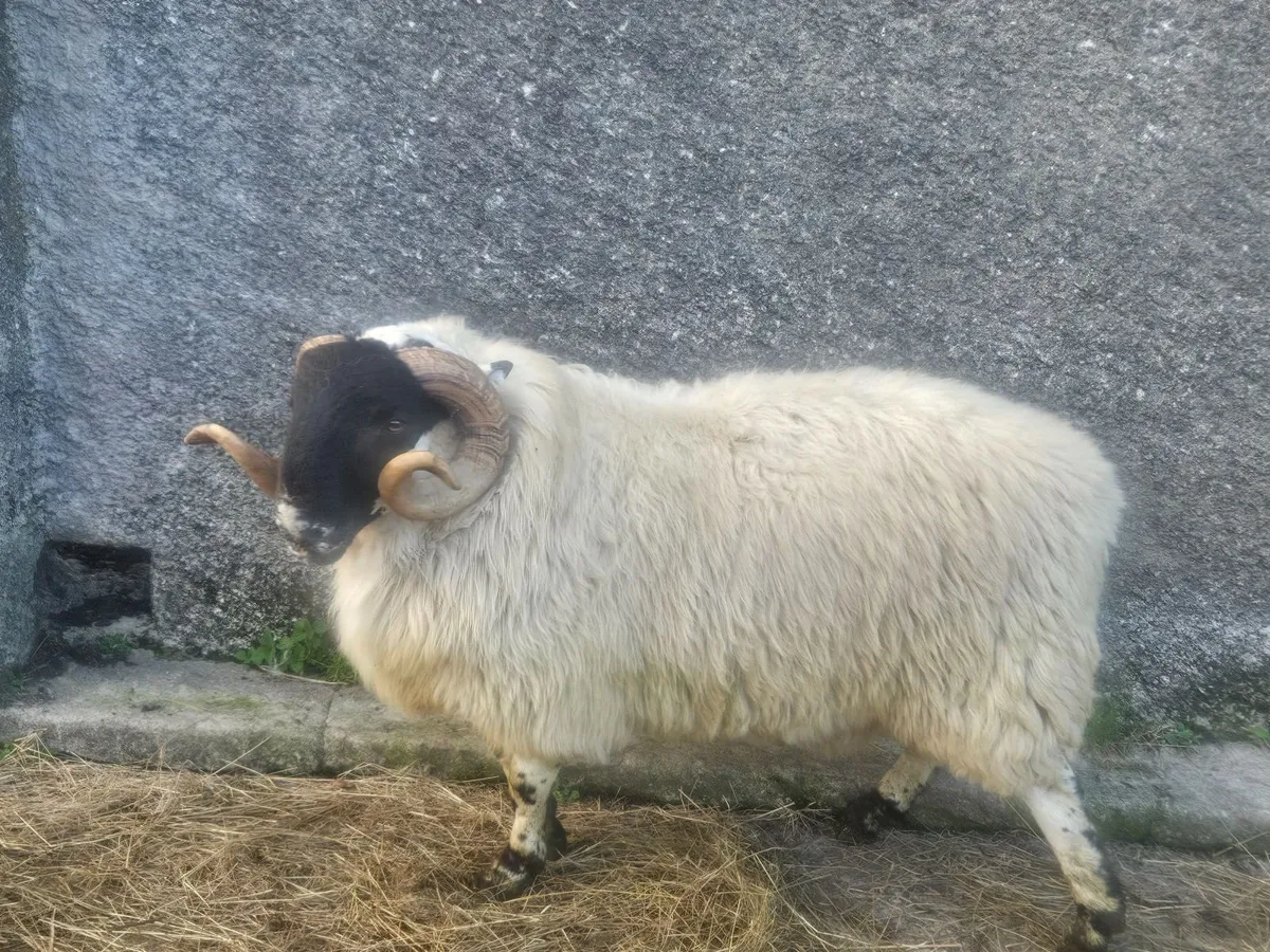 Horned ram - Image 1