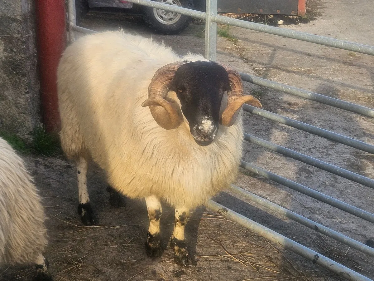 Horned ram - Image 2
