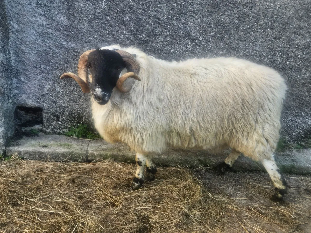 Horned ram - Image 3