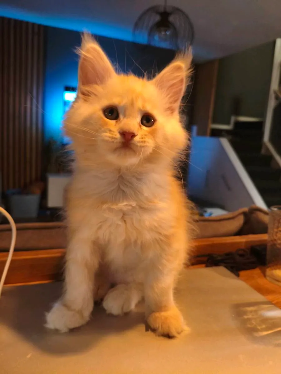 TICA registered Maine coon kittens (all reserved) - Image 4