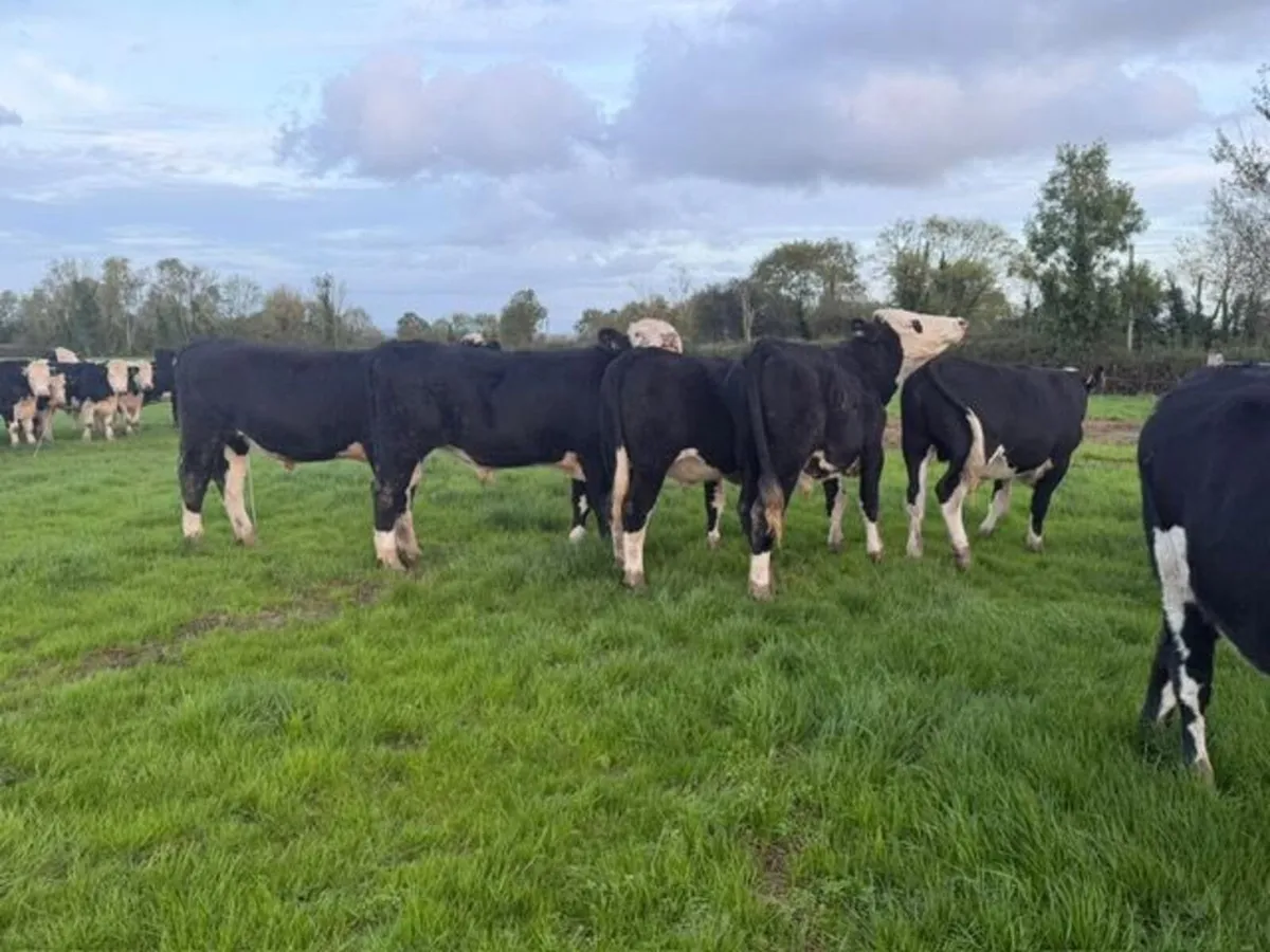 55 Hereford & 2 Friesian bullocks for sale. - Image 2