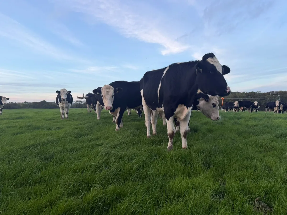 55 Hereford & 2 Friesian bullocks for sale. - Image 3