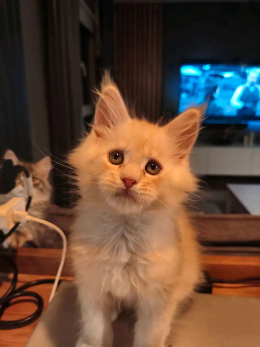 TICA registered Maine coon kittens (all reserved) - Image 1
