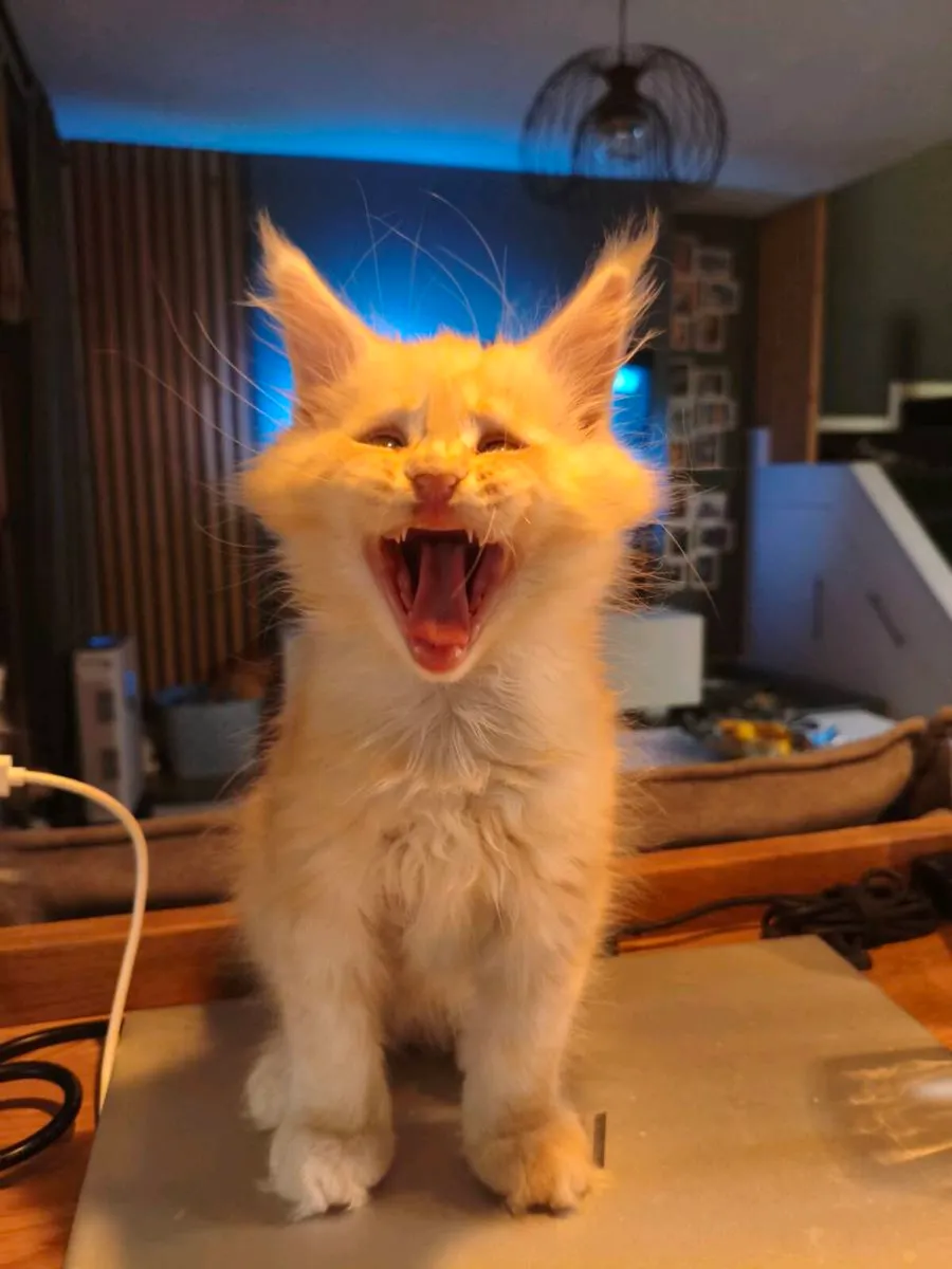 TICA registered Maine coon kittens (all reserved) - Image 2