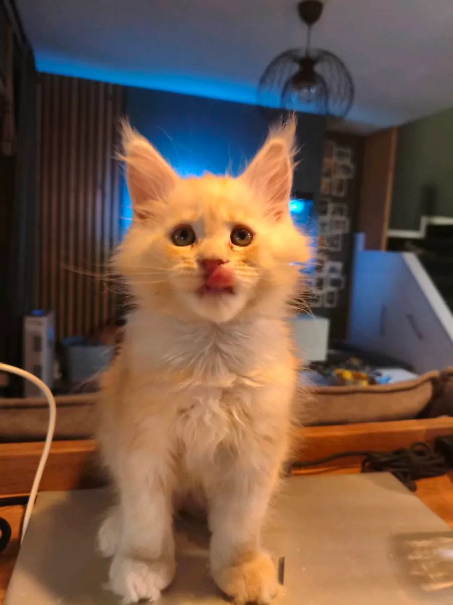 TICA registered Maine coon kittens (all reserved) - Image 3