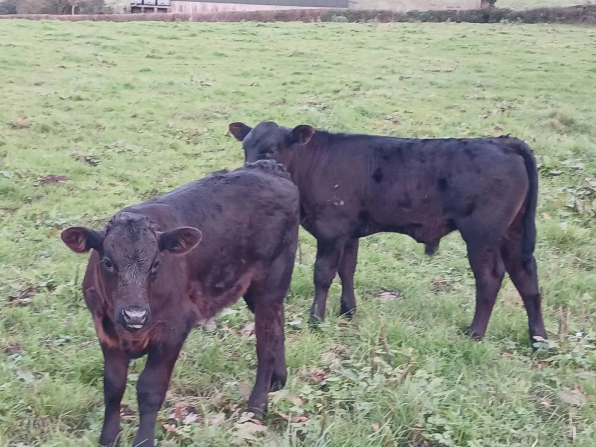 3 AA first calvers. - Image 3