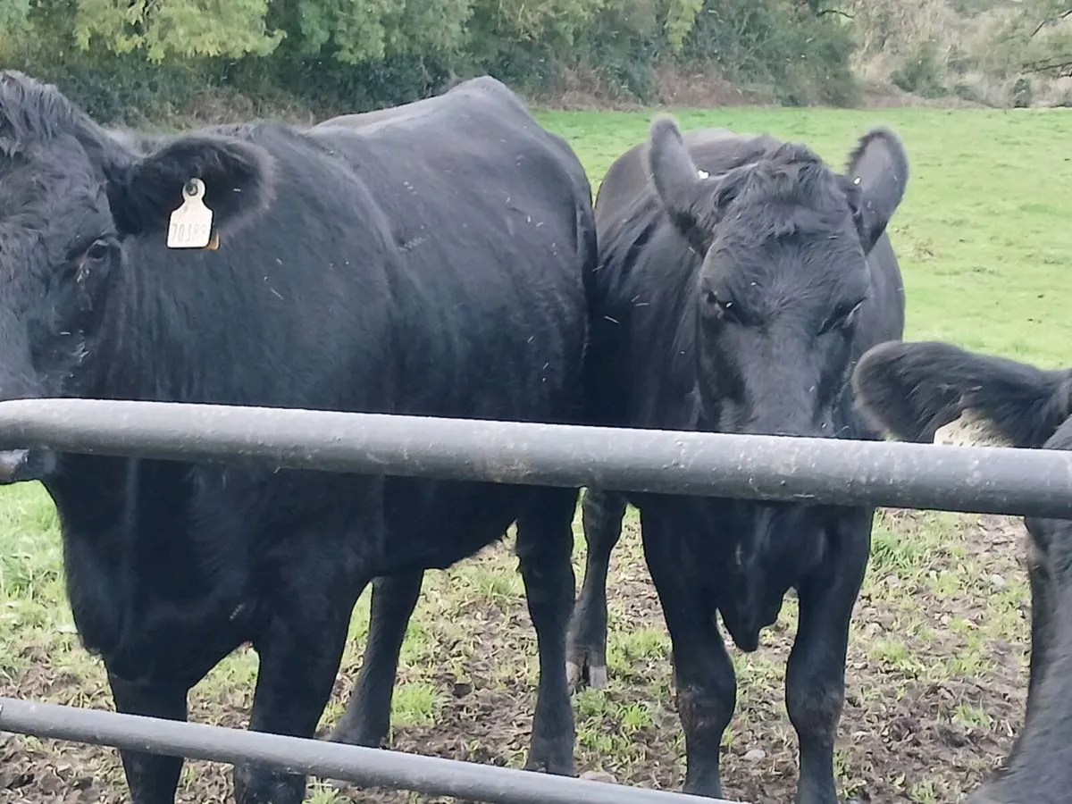 3 AA first calvers. - Image 4