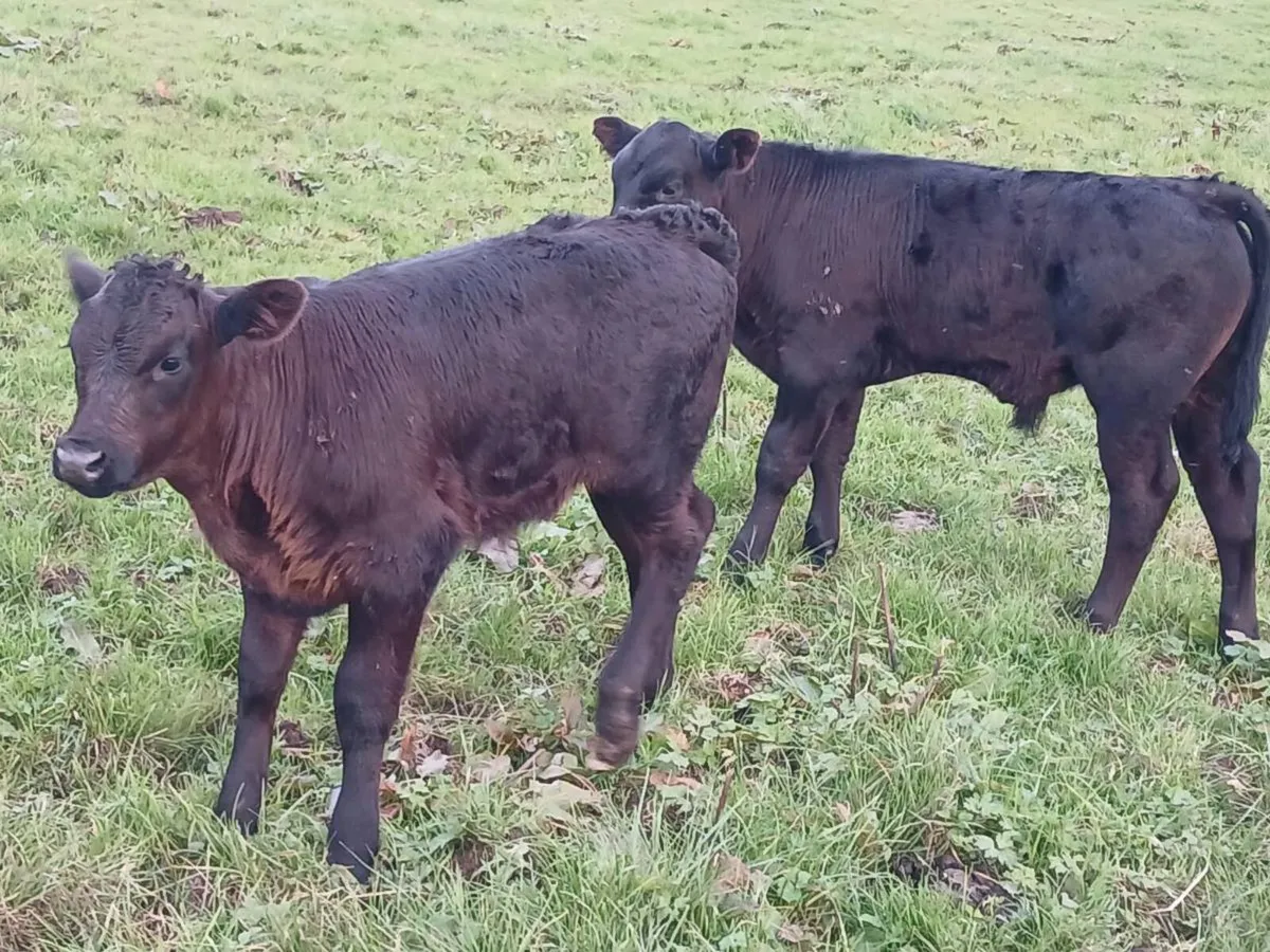 3 AA first calvers. - Image 2