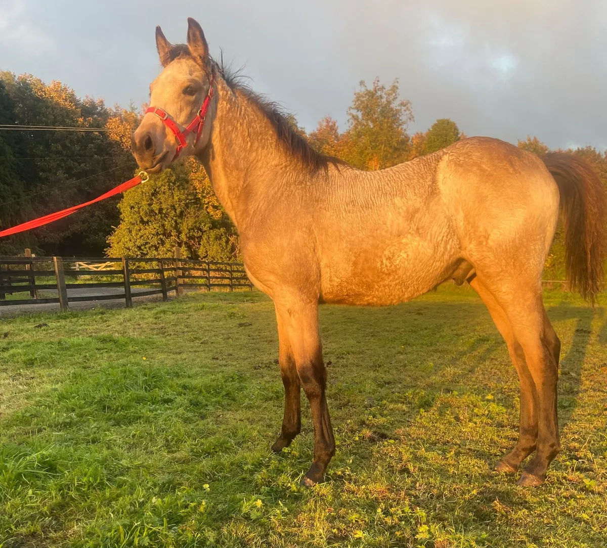 DUN COLT FOAL BY AVALON OUTKAST - Image 1