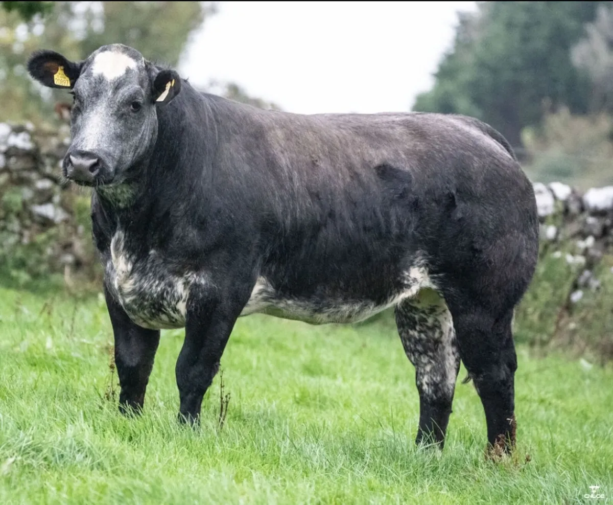 🌟 SHOW QUALITY HEIFERS 🌟 - Image 1