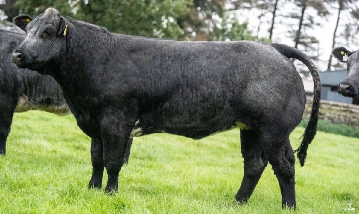 🌟 SHOW QUALITY HEIFERS 🌟 - Image 2