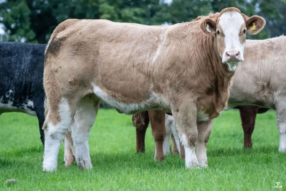 🌟 SHOW QUALITY HEIFERS 🌟 - Image 3