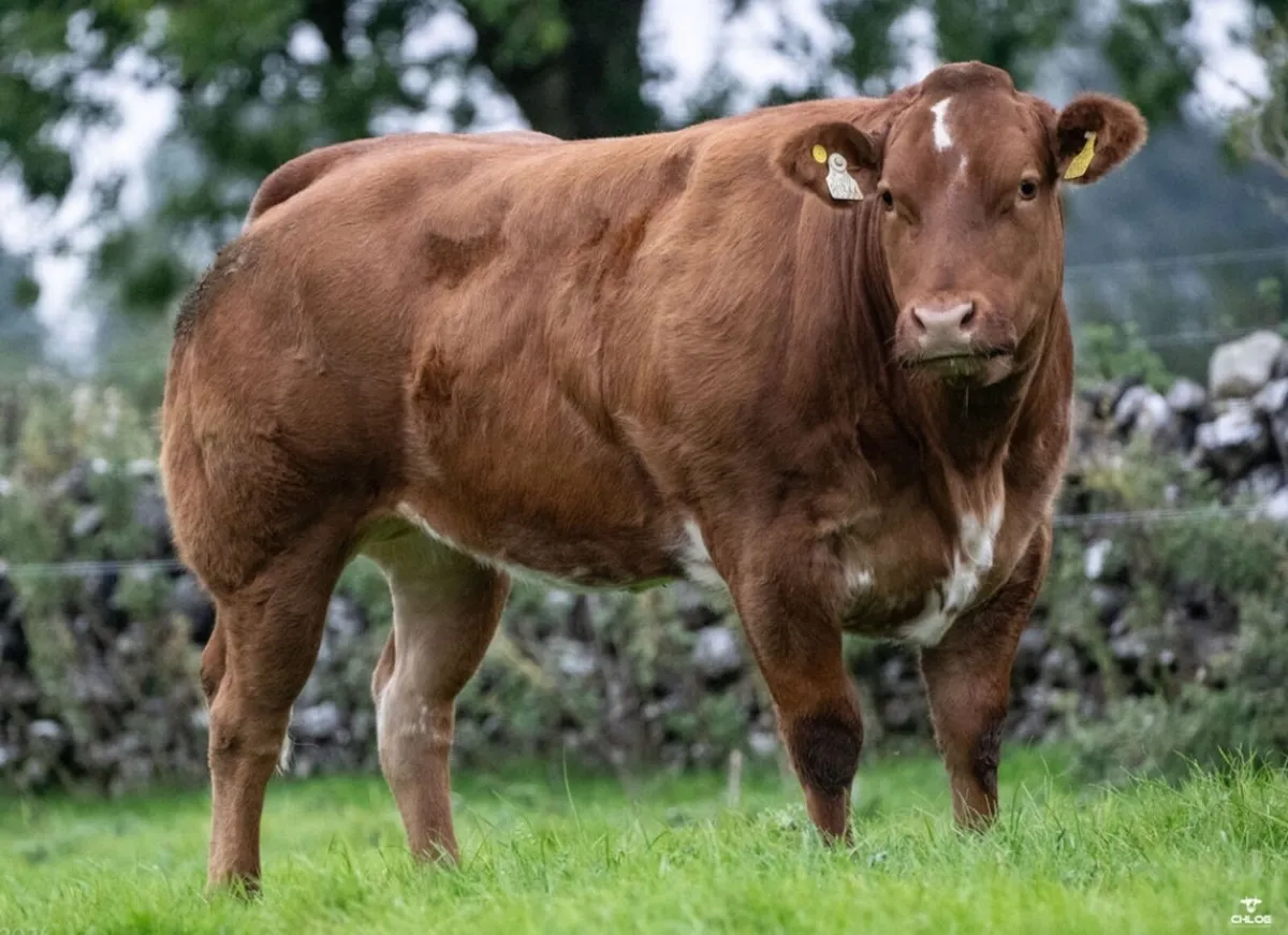 🌟 SHOW QUALITY HEIFERS 🌟 - Image 4
