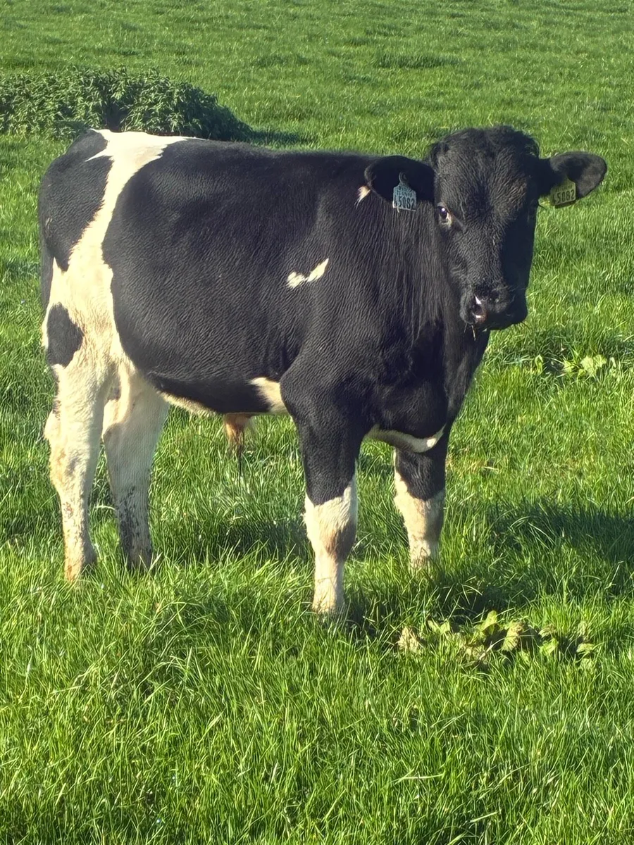 Friesian weanlings bullocks - Image 1