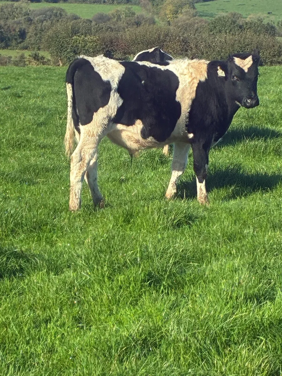 Friesian weanlings bullocks - Image 2