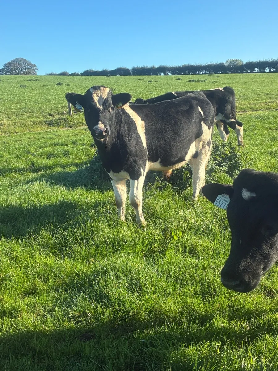 Friesian weanlings bullocks - Image 3