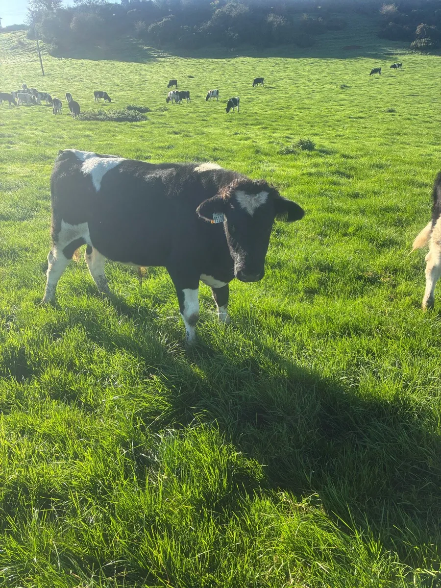 Friesian weanlings bullocks - Image 4