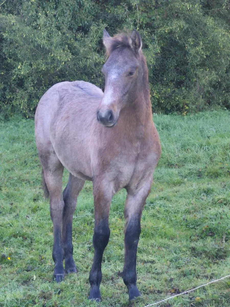Reg Connemara colt foal - Image 1