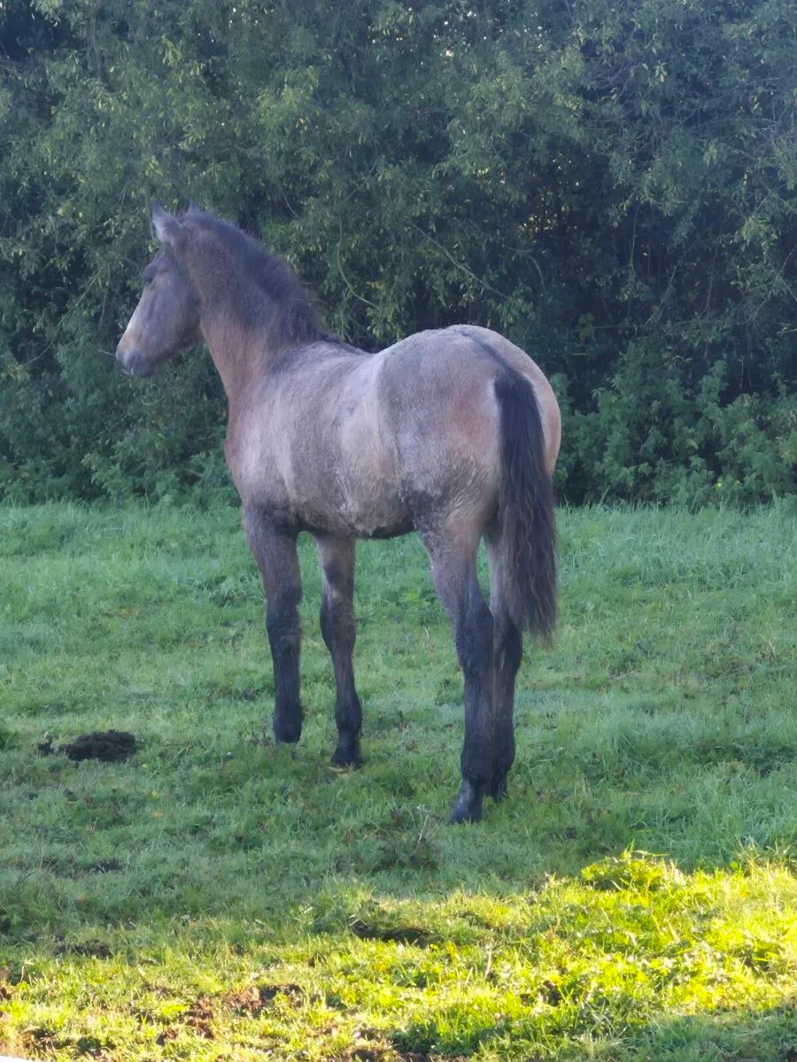 Reg Connemara colt foal - Image 4