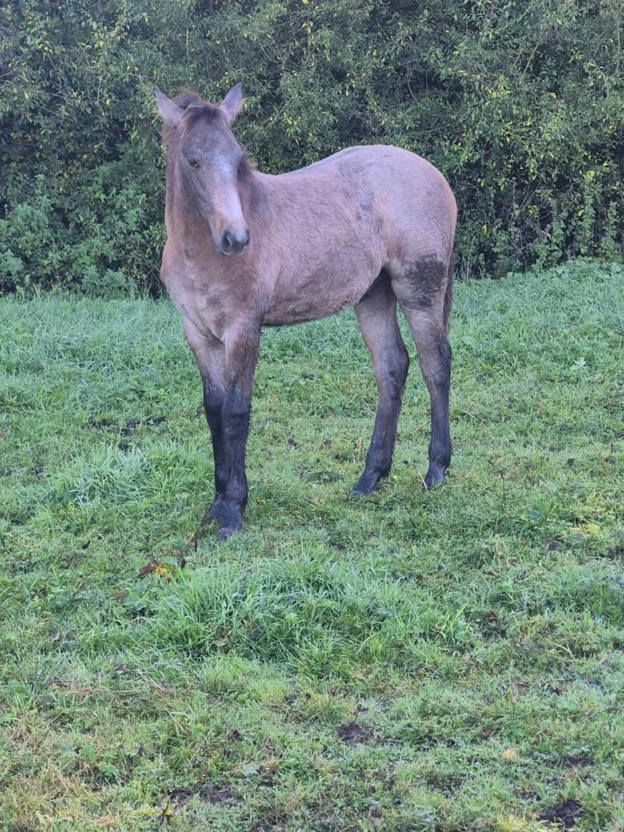 Reg Connemara colt foal - Image 2